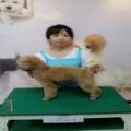 kkc 2012.8.31 트리머자격시험